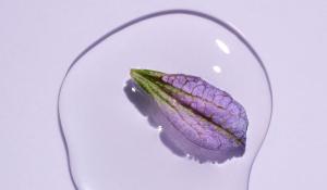 Bakuchiol: &Tau;&omicron; &mu;&upsilon;&sigma;&tau;&iota;&kappa;ό &tau;&eta;&sigmaf; &alpha;&nu;&tau;&iota;&gamma;ή&rho;&alpha;&nu;&sigma;&eta;&sigmaf; &pi;&omicron;&upsilon; έ&rho;&chi;&epsilon;&tau;&alpha;&iota; &gamma;&iota;&alpha; &nu;&alpha; &mu;&epsilon;ί&nu;&epsilon;&iota;